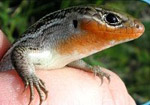 Northern Prairie Skink